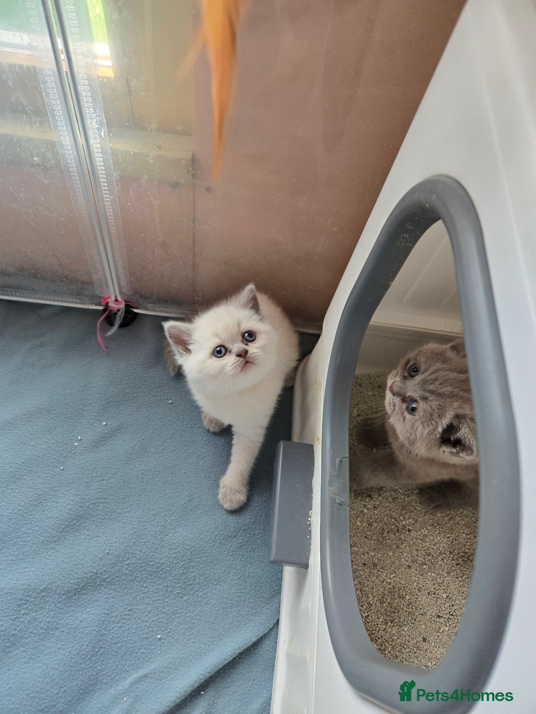 British Shorthair cats for sale: Britishshort hair kittens - Image 3