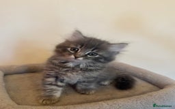 Siberian cats for sale: Stunning Siberian Kittens - Image 4