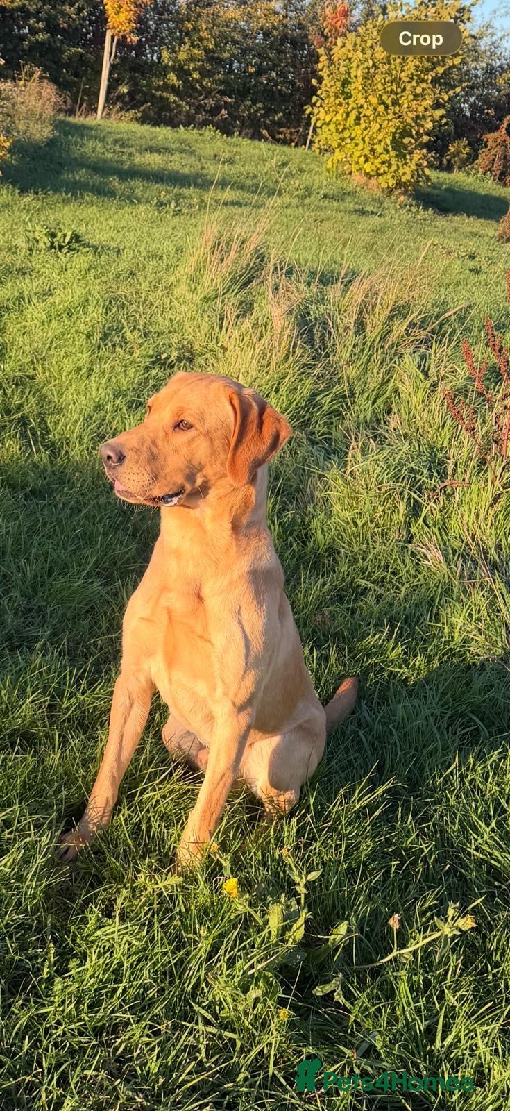 Labrador Retriever dogs for sale: fabulous boy! with potential to work - Advert 15