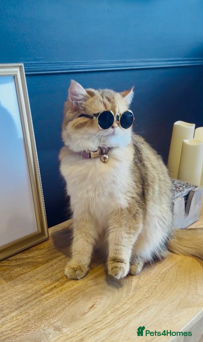 British Shorthair cats 👑 Rare AY12 & NY12 Kittens — Teddy Bear Faces - Advert 2