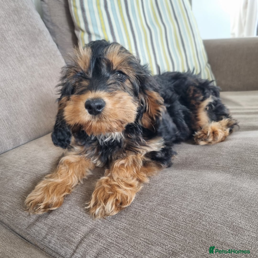 Cockapoo dogs for sale:  F1 Cockapoo puppies  - Image 6