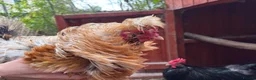 Chickens poultry for sale: 4 Cockerel for rehoming  - Advert 2