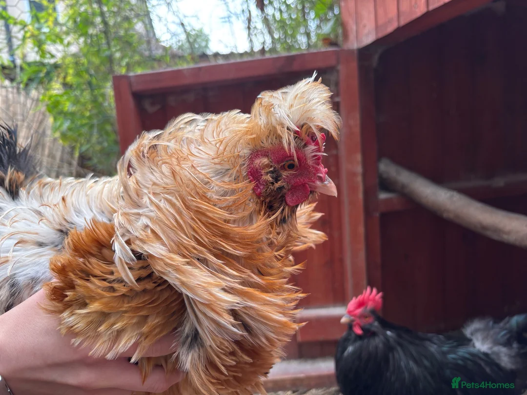 Chickens poultry for sale: 4 Cockerel for rehoming  - Advert 2