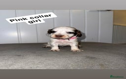 Sprocker dogs for sale: Sprocker puppies - Image 3