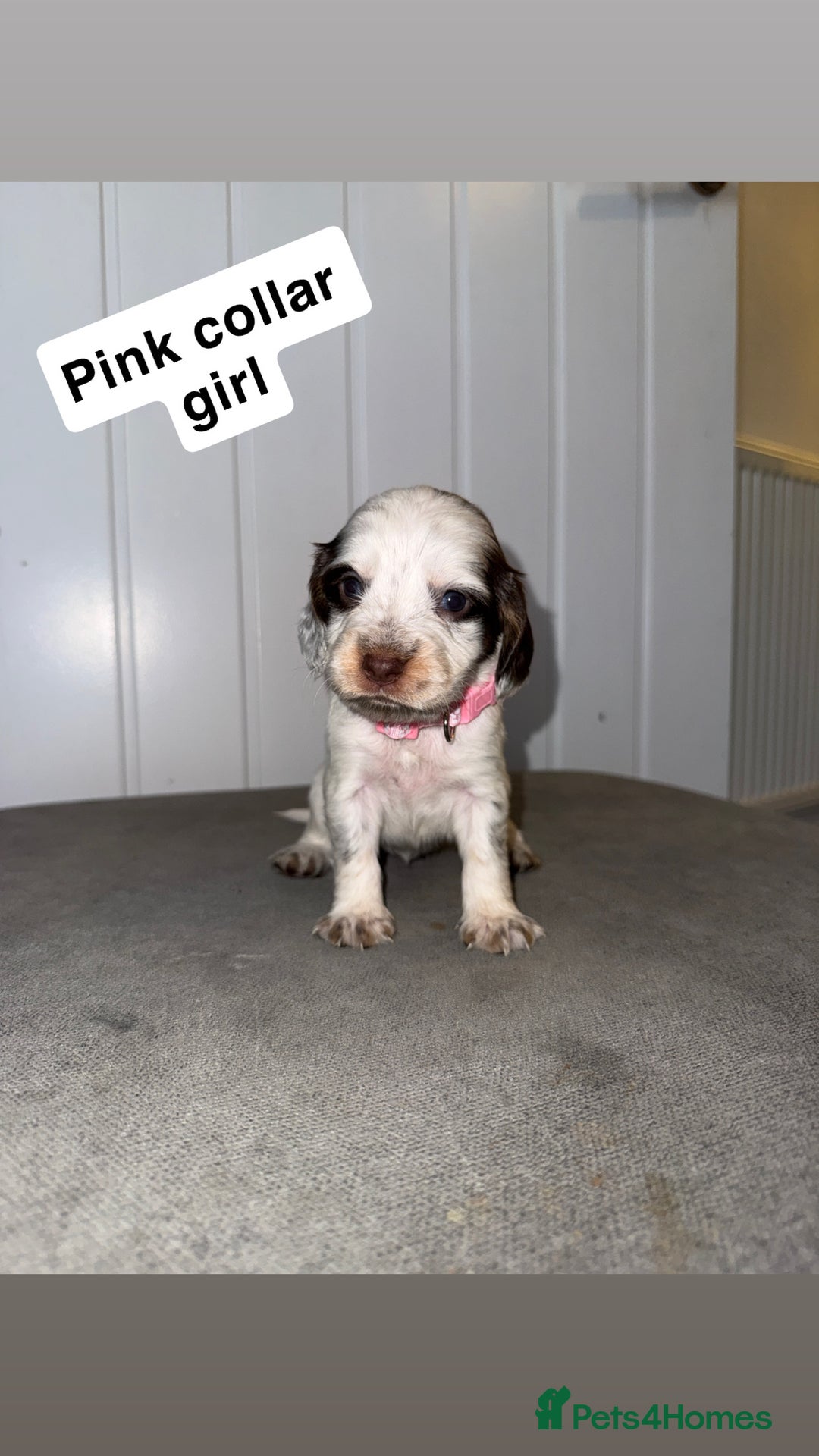 Sprocker dogs for sale: Sprocker puppies - Image 3