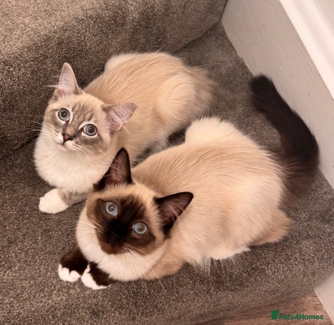 Ragdoll cats - Advert 2