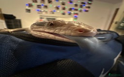 Skink reptiles for sale: Blue tounged skink  in Bristol - Image 8
