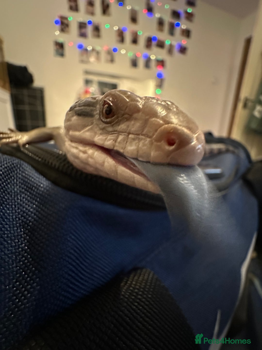Skink reptiles for sale: Blue tounged skink  in Bristol - Image 8