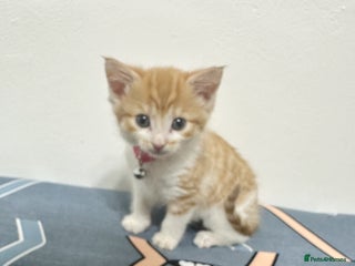 Mixed Breed cats - Advert 9