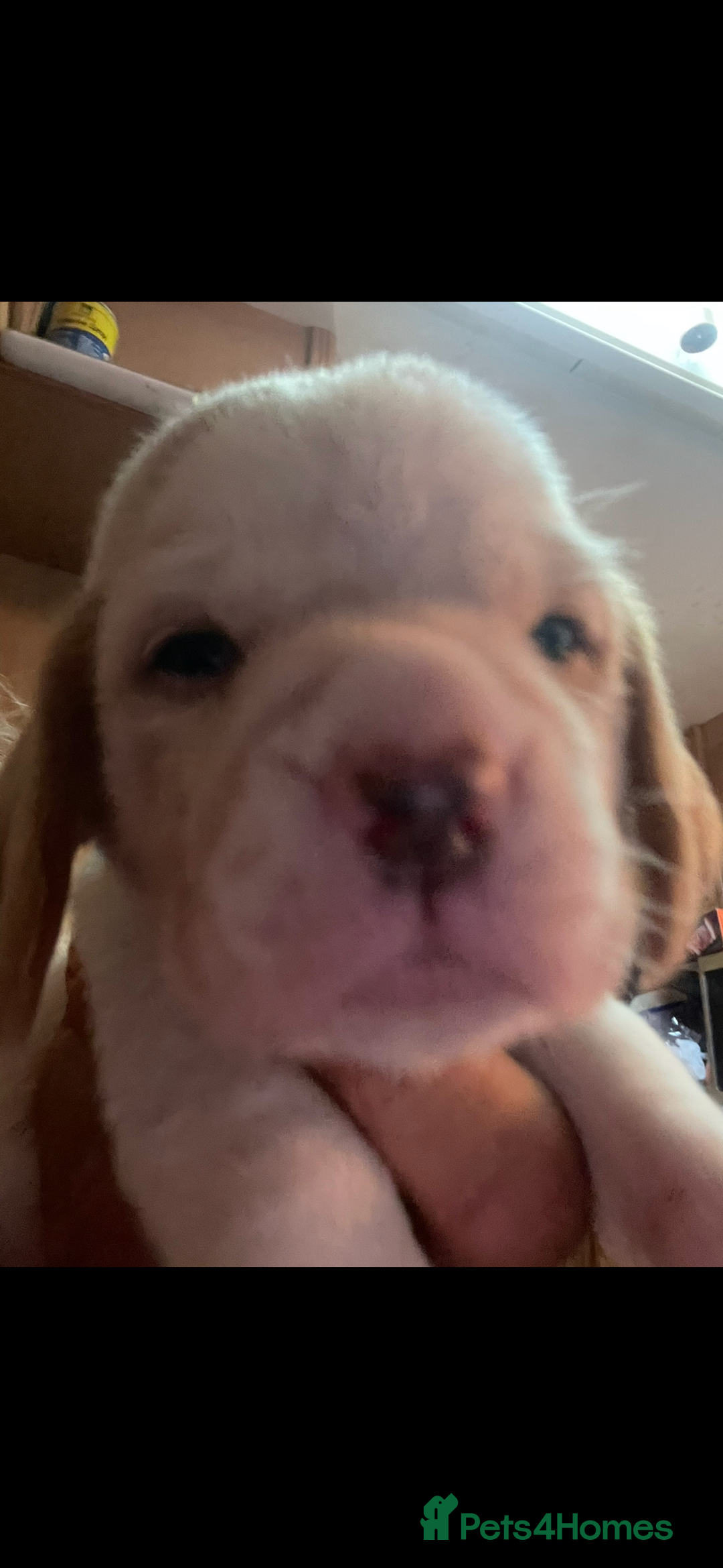 Beagle dogs for sale: Beautiful beagle boys kc reg ready 19 sept  - Image 33