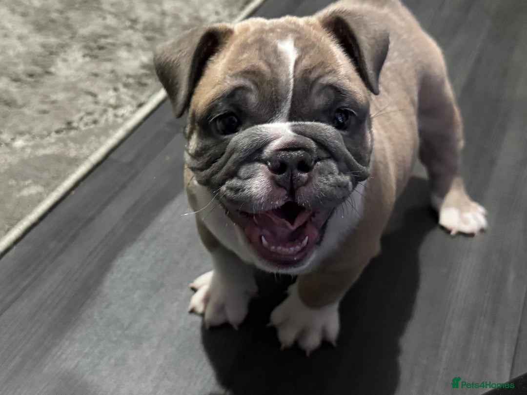 English Bulldog dogs for sale: Male miniature bulldog puppy - Advert 8