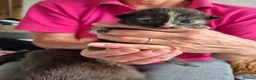 Mixed Breed cats for sale: 6 beautiful Kittens  - Advert 10