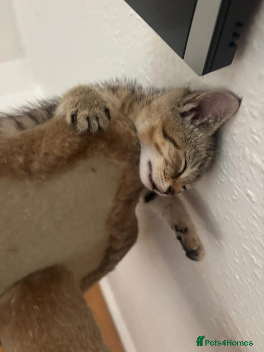 Domestic Shorthair cats for sale: 2 male 2 female tabby kittens ready to leave now - Advert 9