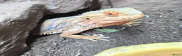 Bearded Dragon reptiles for sale: Male bearded dragon and full set up  - Advert 2