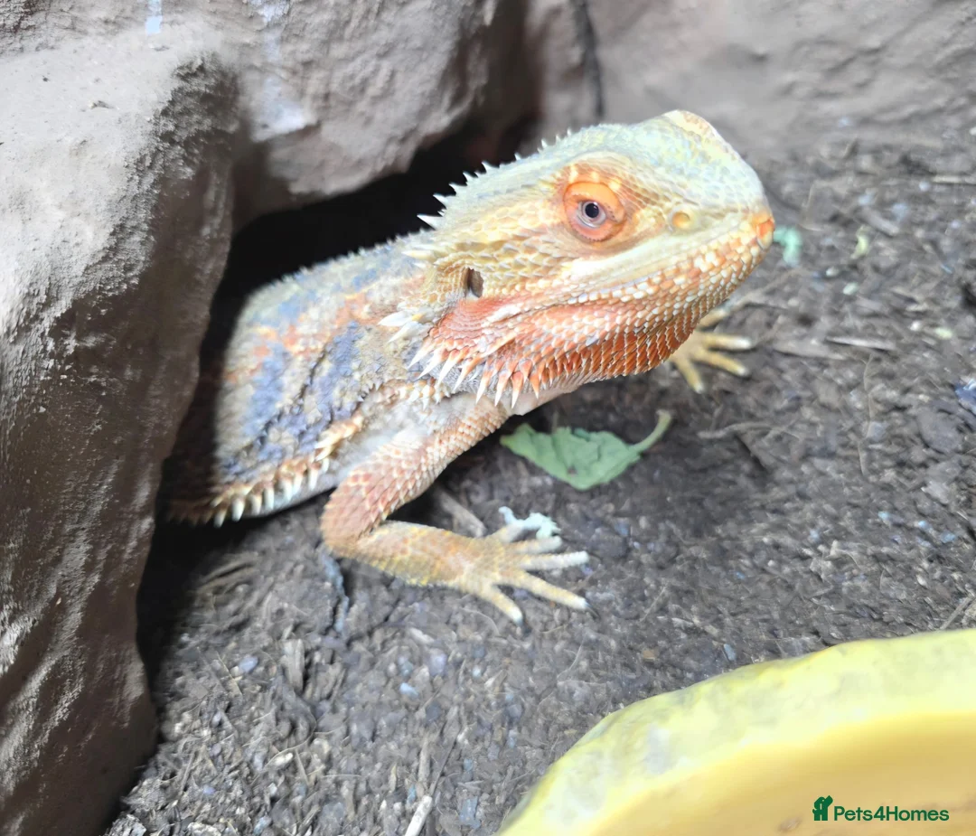 Bearded Dragon reptiles for sale: Male bearded dragon and full set up  - Advert 2