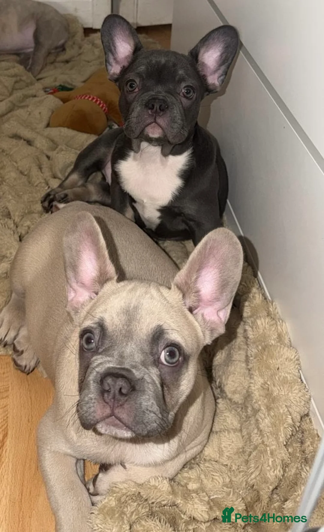 French Bulldog dogs for sale: loving french bulldog puppies - Advert 1