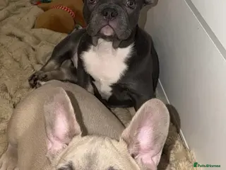 French Bulldog dogs loving french bulldog puppies - Advert 16