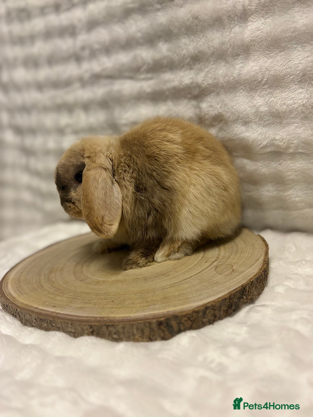Mini Lop rabbits for sale: Mini Lop Boy💙🩵 - Advert 2