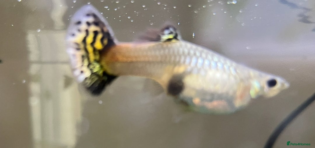 Live Bearers fish for sale: Guppy fry, adults and plants for sale  - Image 2