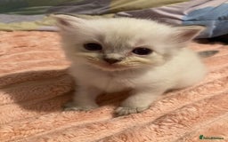 Ragdoll cats for sale: GCCF Registered Ragdolls  - Image 14