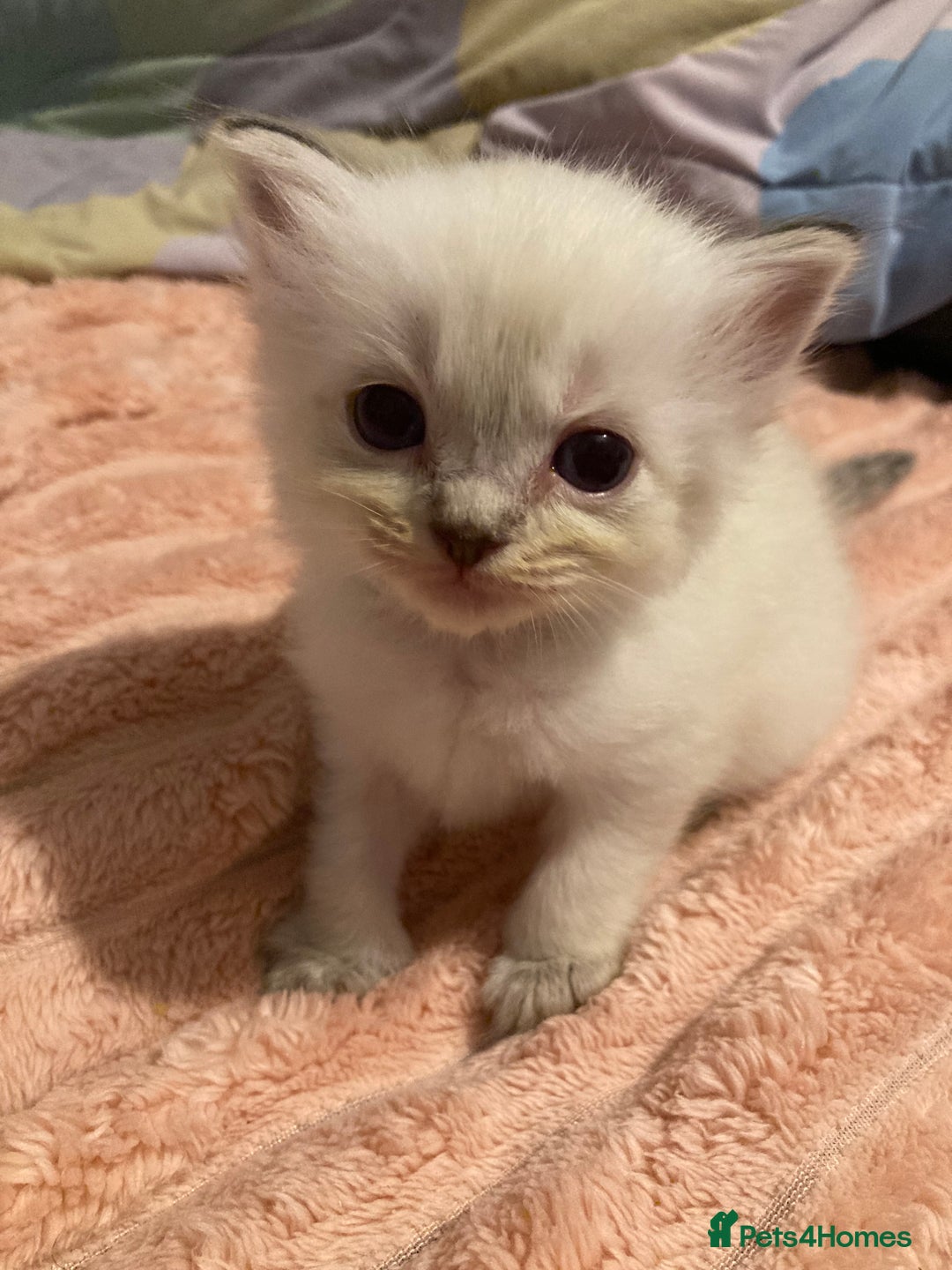 Ragdoll cats for sale: GCCF Registered Ragdolls  - Image 14