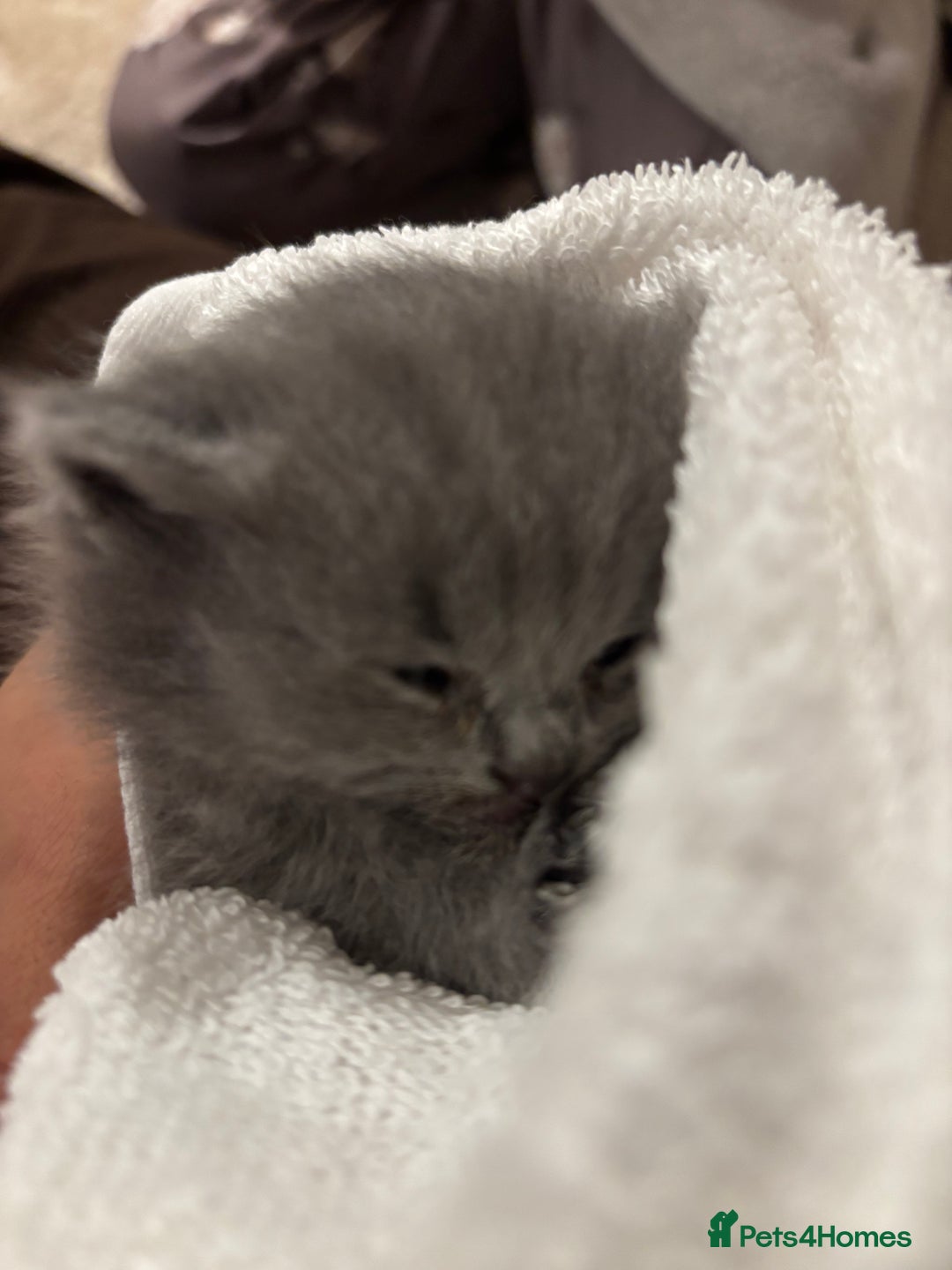 Scottish Fold cats for sale: British shorthair x Scottish fold kittens - Advert 11