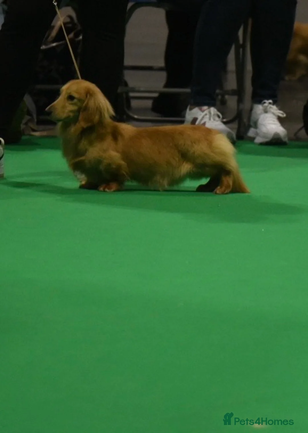 Miniature Dachshund dogs for stud: Shaded cream miniature longhaired Stud in Newton Abbot - Advert 5