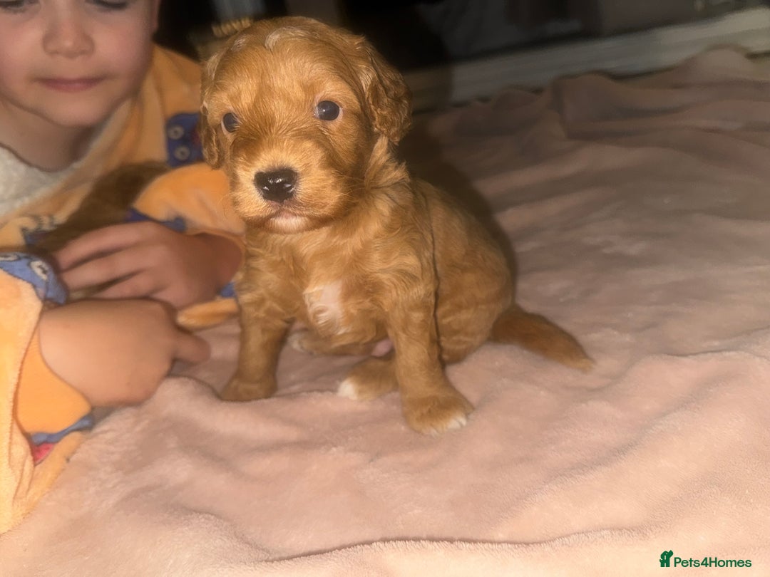 Cavapoo dogs for sale: x4 cockapoos puppies - Advert 11