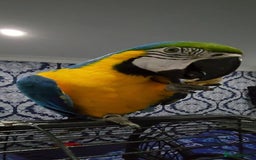 Budgerigars birds for sale: Baby Blue&Gold For Sale!  - Image 1