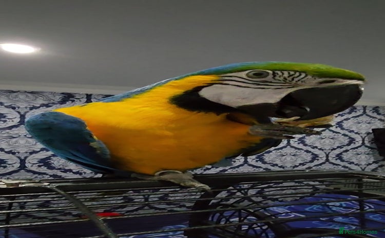 Budgerigars birds - Advert 1