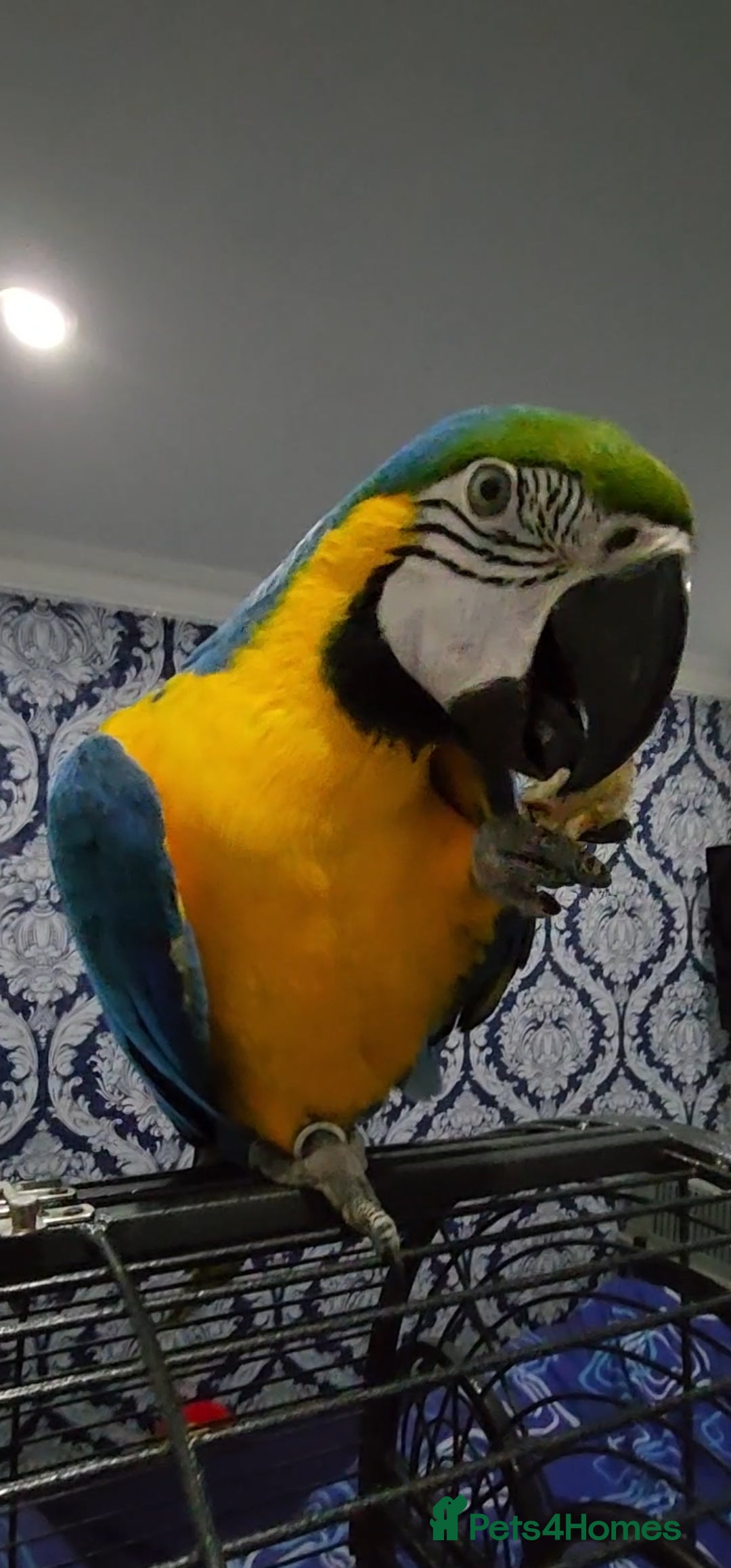 Budgerigars birds for sale: Baby Blue&Gold For Sale!  - Image 1