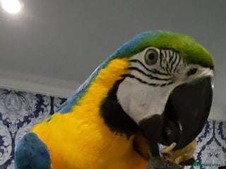 Budgerigars birds - Advert 2