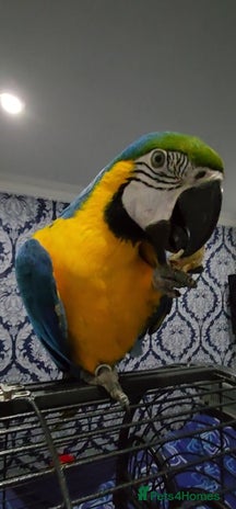 Budgerigars birds - Advert 1
