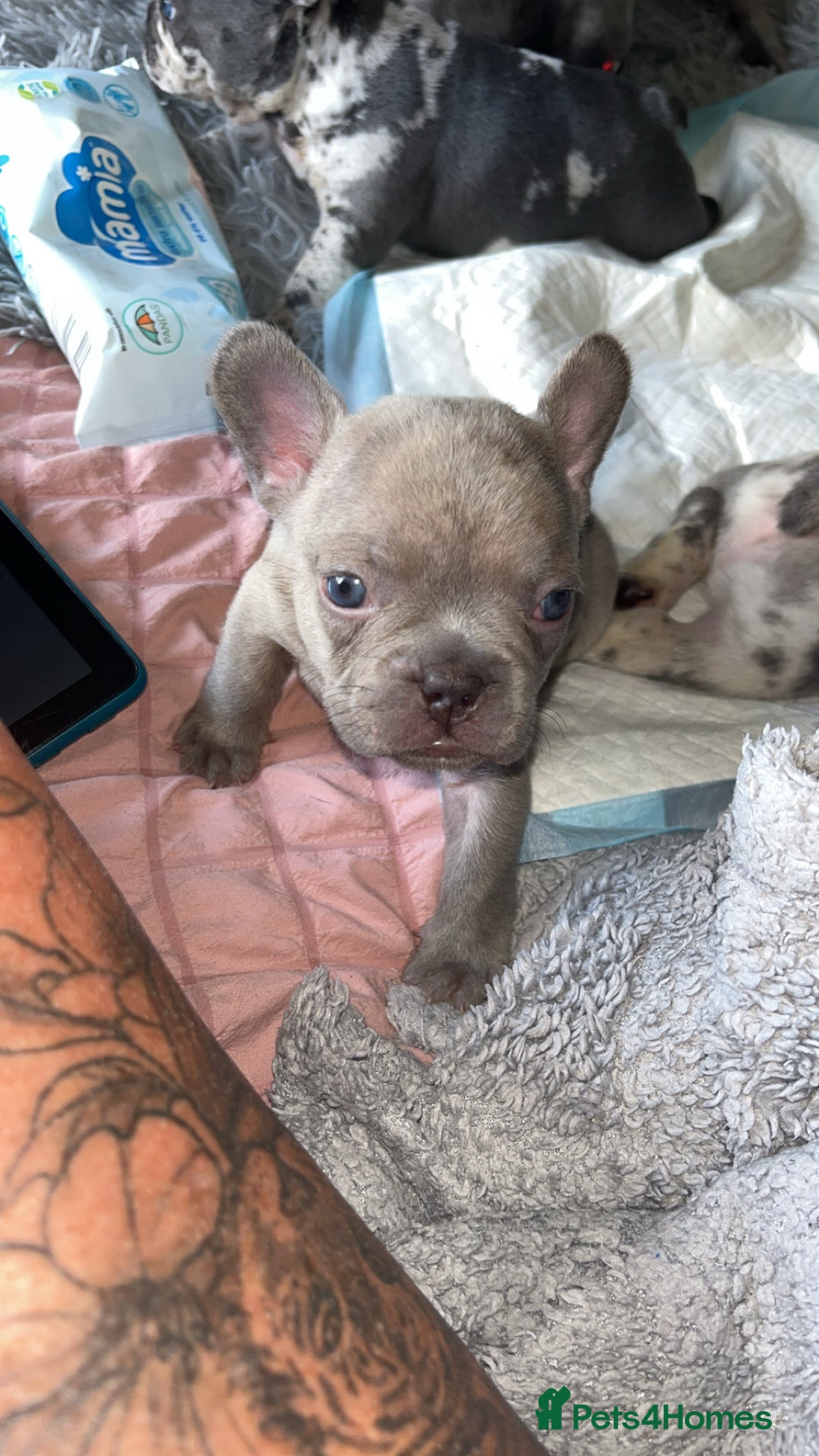 French Bulldog dogs for sale: Tri-colour Blue Merle Frenchie pups - Image 30