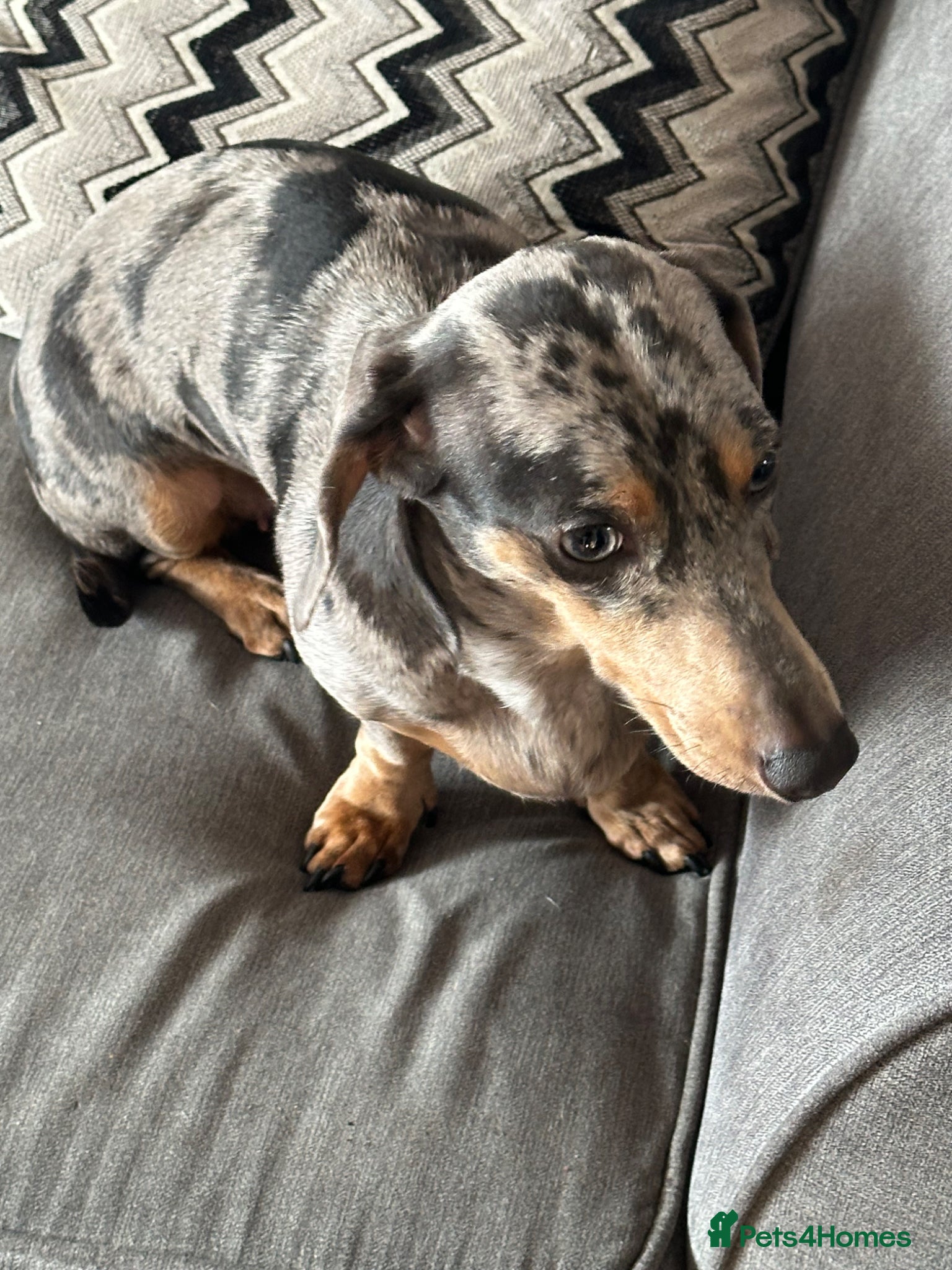 Dachshund dogs Daschund - Advert 2