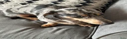 Dachshund dogs for sale: Daschund - Advert 1