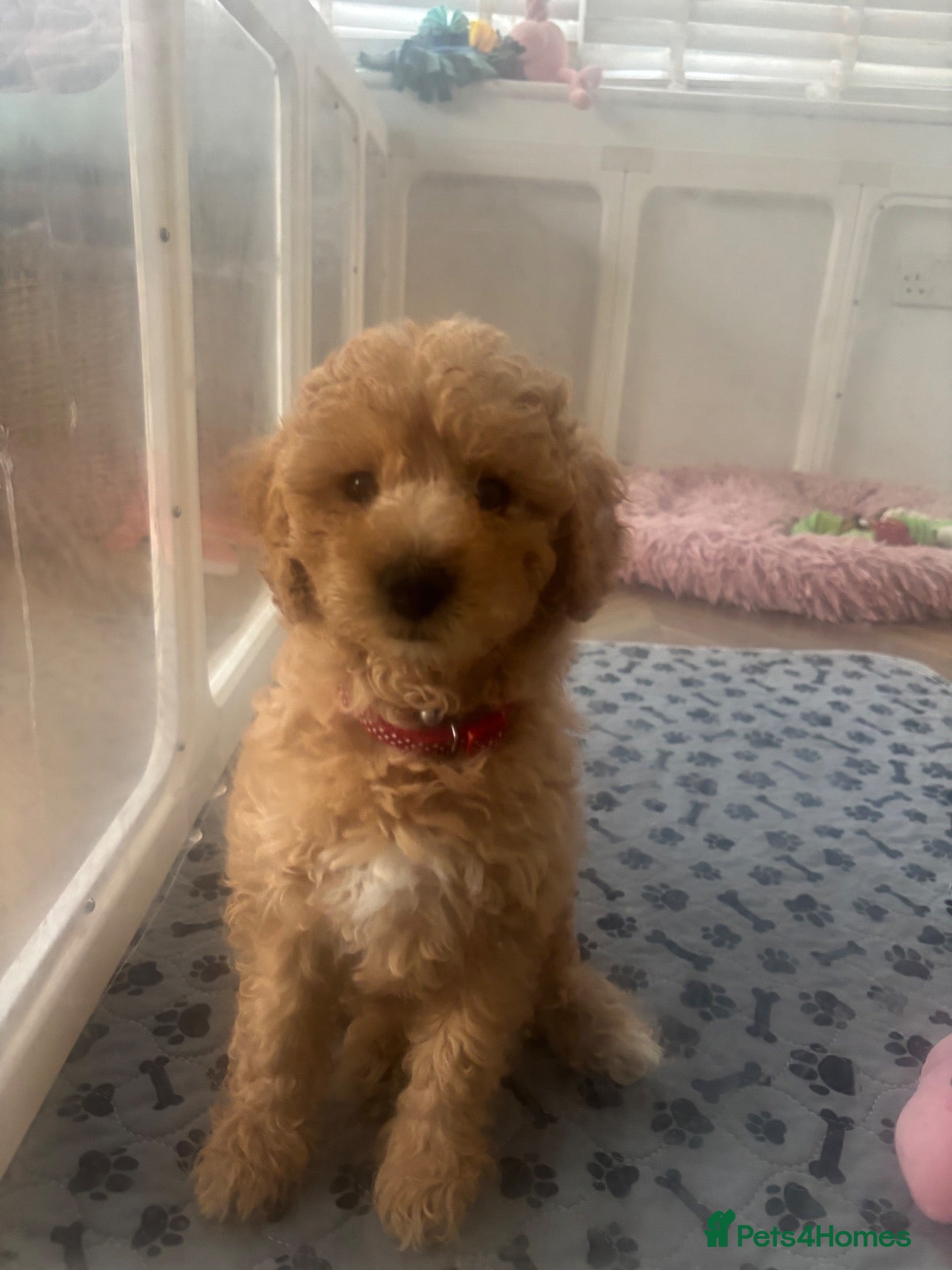 Mixed Breed dogs Beautiful Cavapoochon puppies - Advert 1