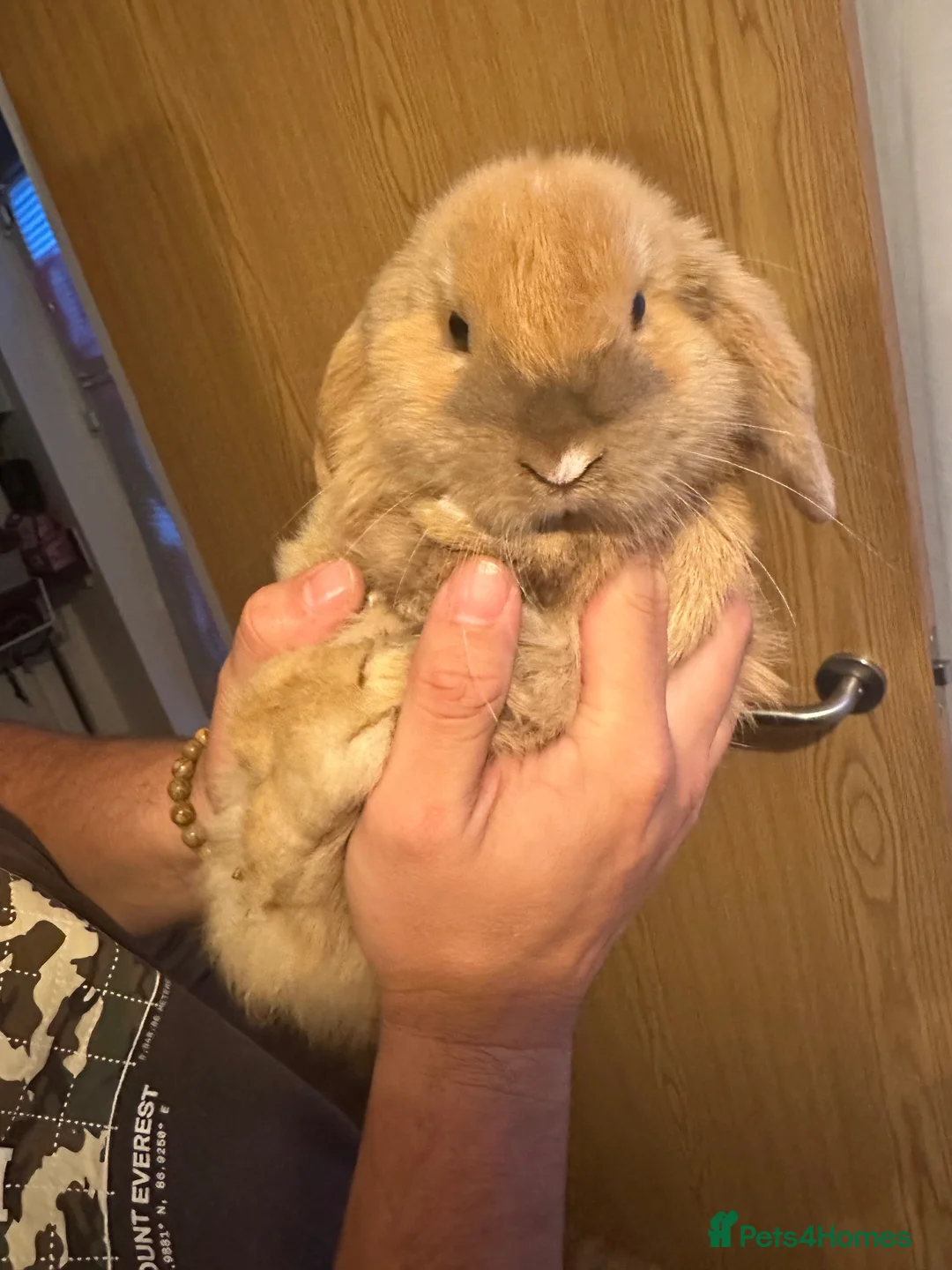 Mini Lop rabbits for sale: Two mini lops  in Dumfries - Advert 1