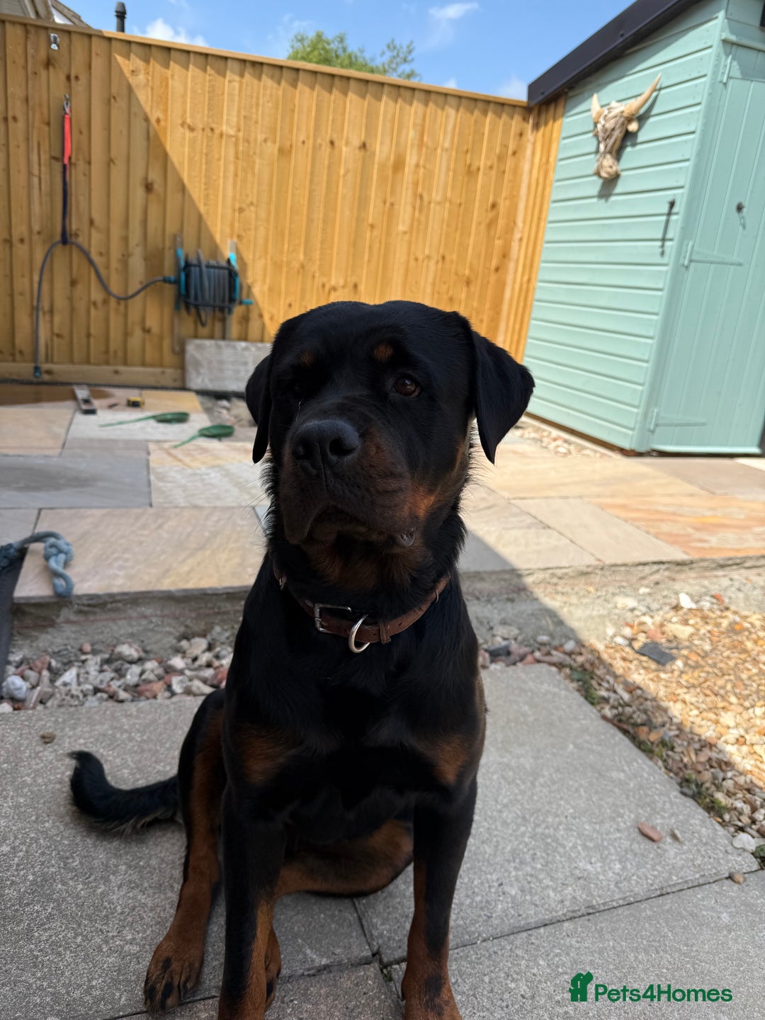 Rottweiler dogs for sale: Female Rottweiler  - Image 3