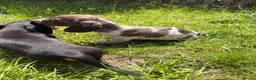 Dachshund dogs for sale: Two beautiful Isabela dachshund b in Rugby - Advert 25