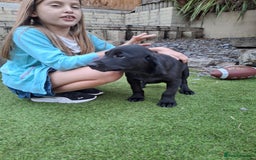 Labrador Retriever dogs for sale: ONLY 2 LEFT. Beautiful Healthy Labrador Puppies - Image 16