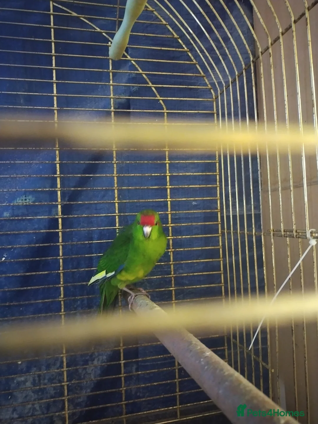 Parakeets birds for sale: For sale  - Advert 2