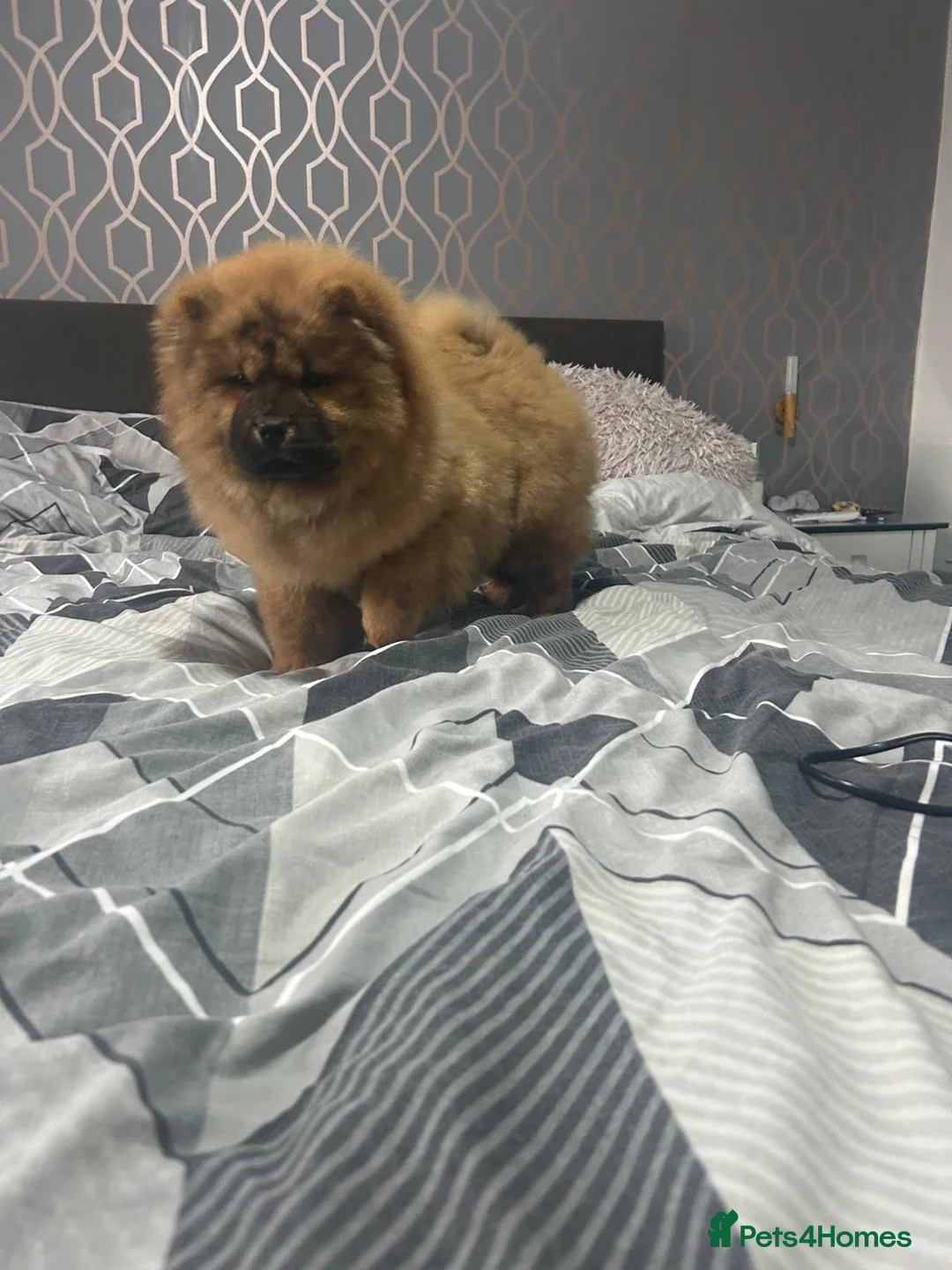 Chow Chow dogs for sale: Adorable mini chow chow pups  - Advert 1