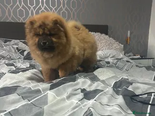 Chow Chow dogs Adorable mini chow chow pups - Advert 19