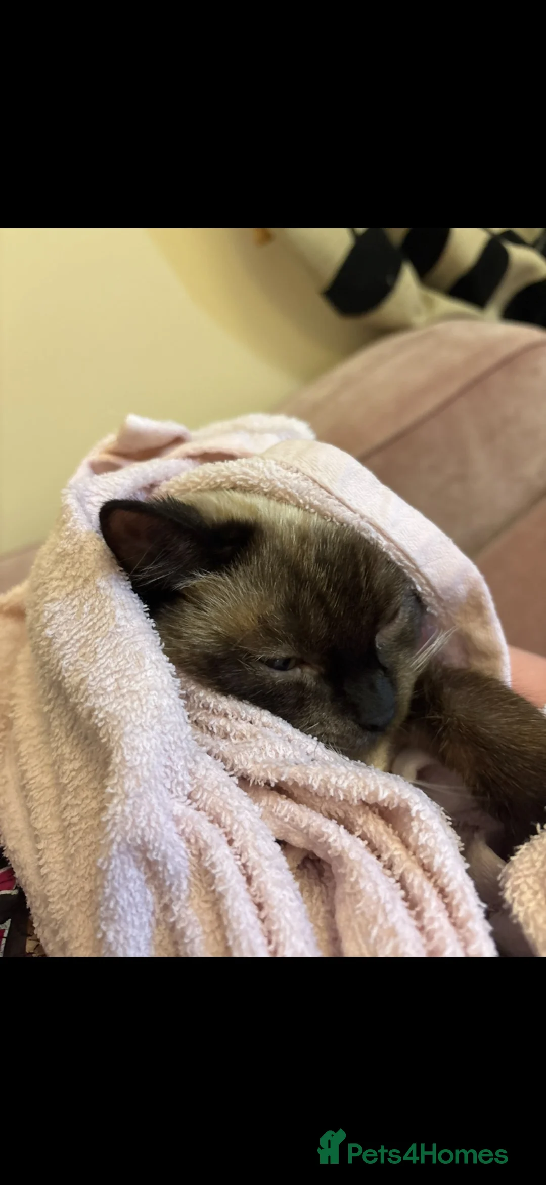 Burmese cats for sale: Lovely Burmese Kitten  in Mansfield - Advert 3