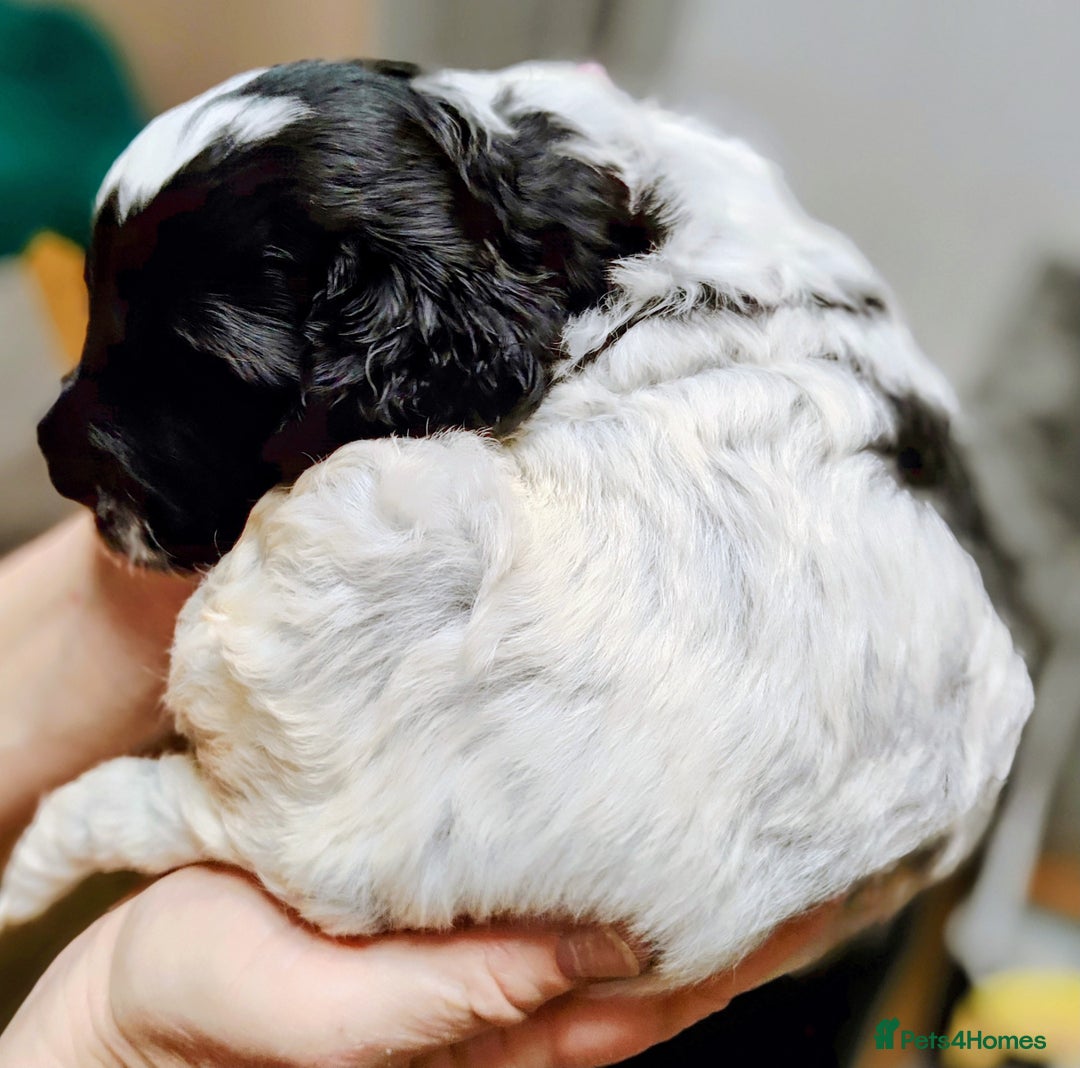 Cockapoo dogs for sale: F3 cockapoo  - Image 25