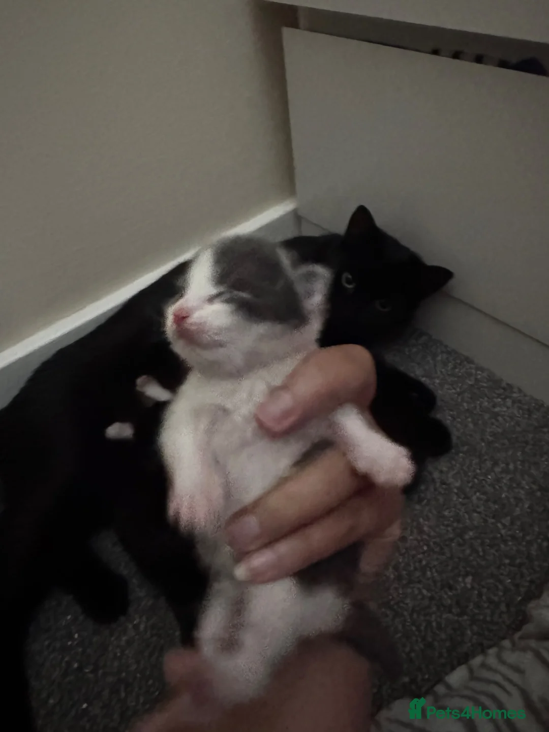 Domestic Shorthair cats for sale: LovelyLitter of 5 Healthy Kittens ready to reserve in Wednesbury - Advert 2