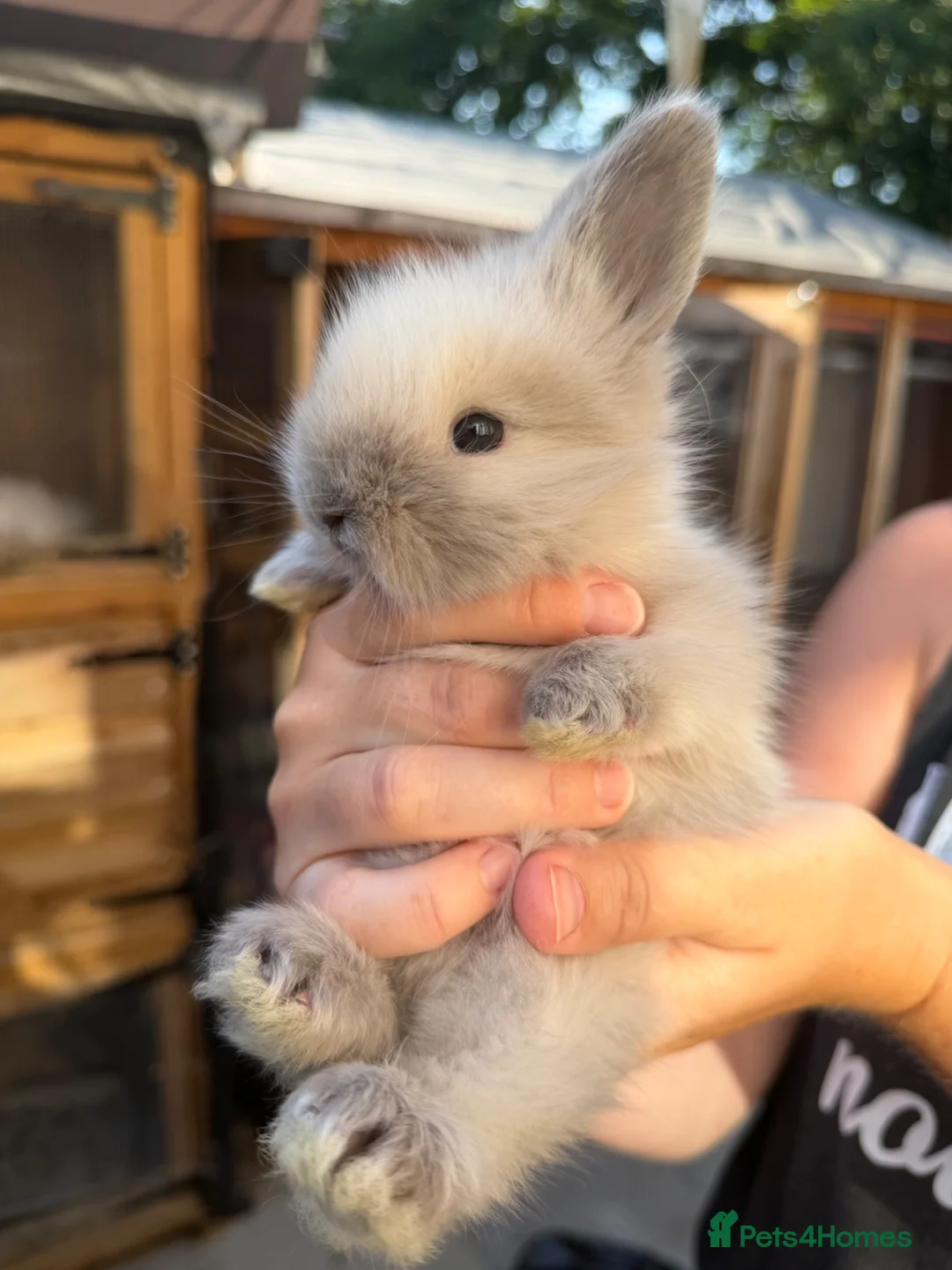 Angora rabbits for sale: Angora - Advert 1