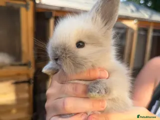 Angora rabbits Angora - Advert 1