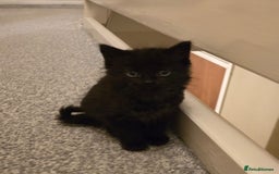 Ragdoll cats for sale: 4 rag doll kittens available  - Image 5